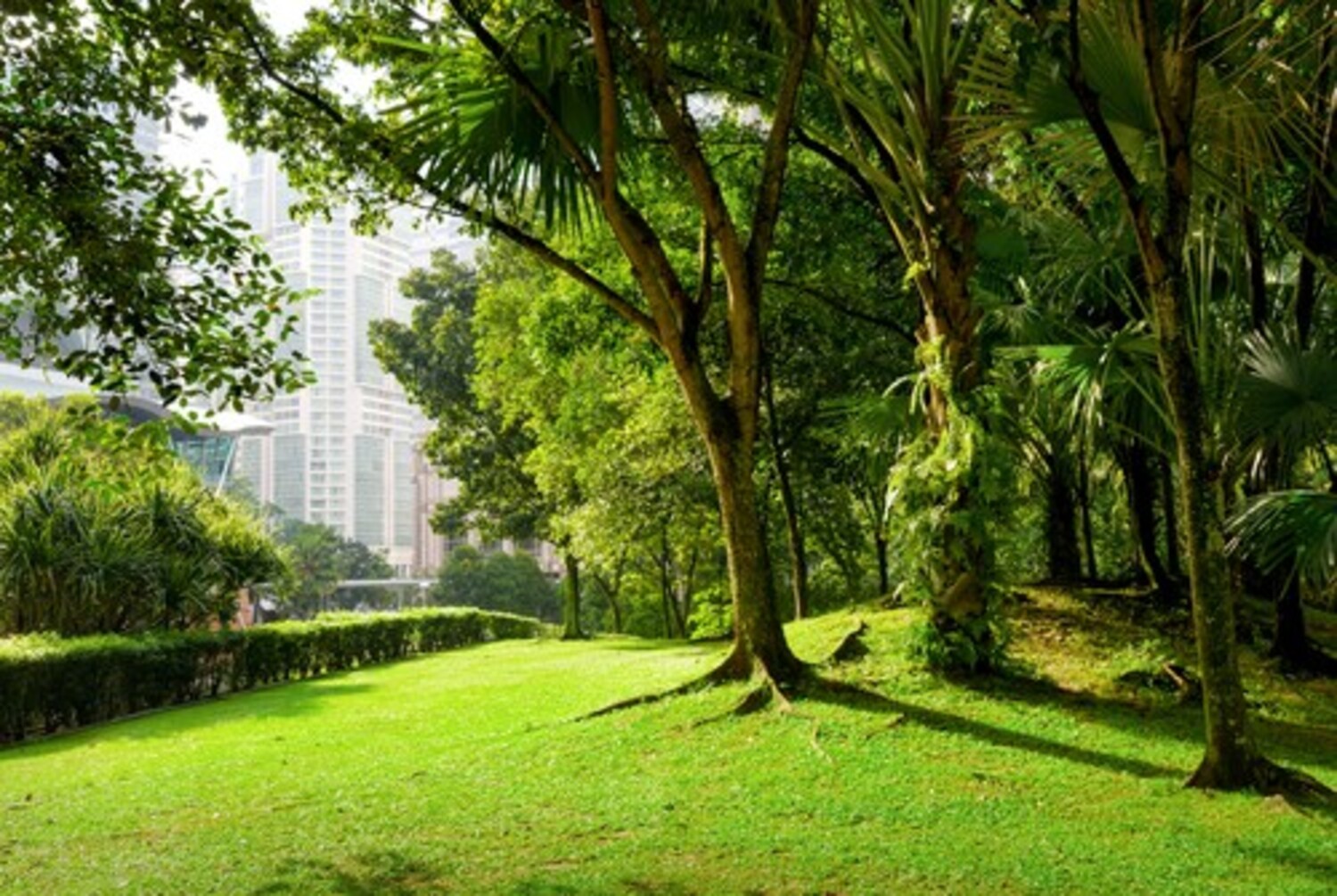 Moradores de cidades com maior espaço verde têm melhor saúde mental