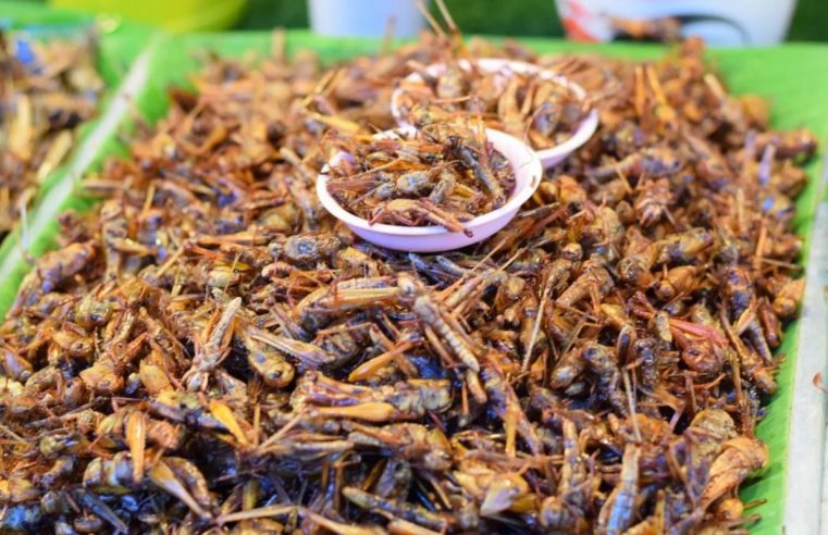 Empresa mexicana transforma grilos em proteína para produção de pão, cerveja e outros