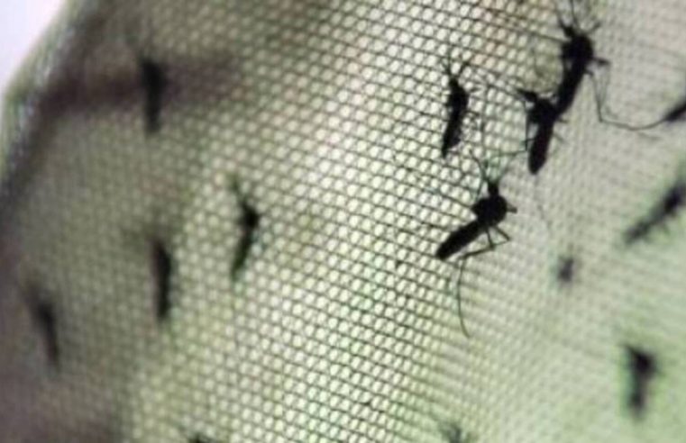 Dengue: Brasil registra mais de 5 mil óbitos pela doença em 2024