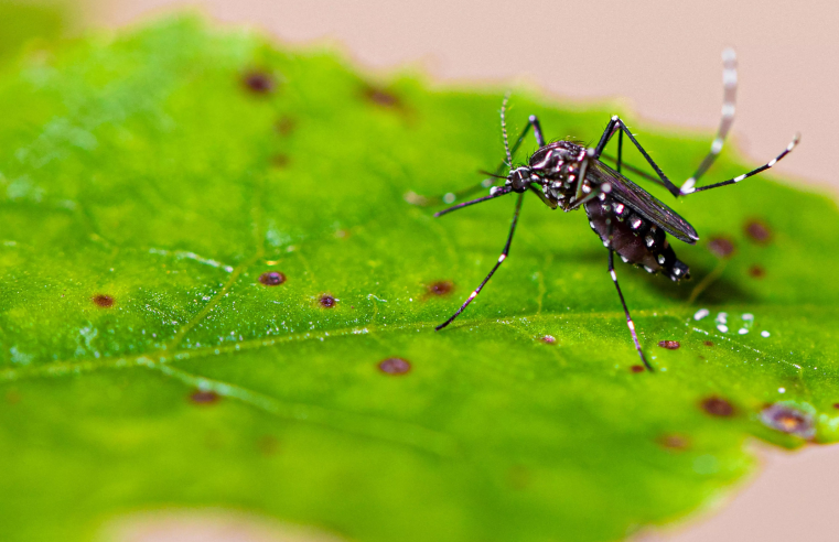 Rio de Janeiro decreta estado de emergência por conta da Dengue