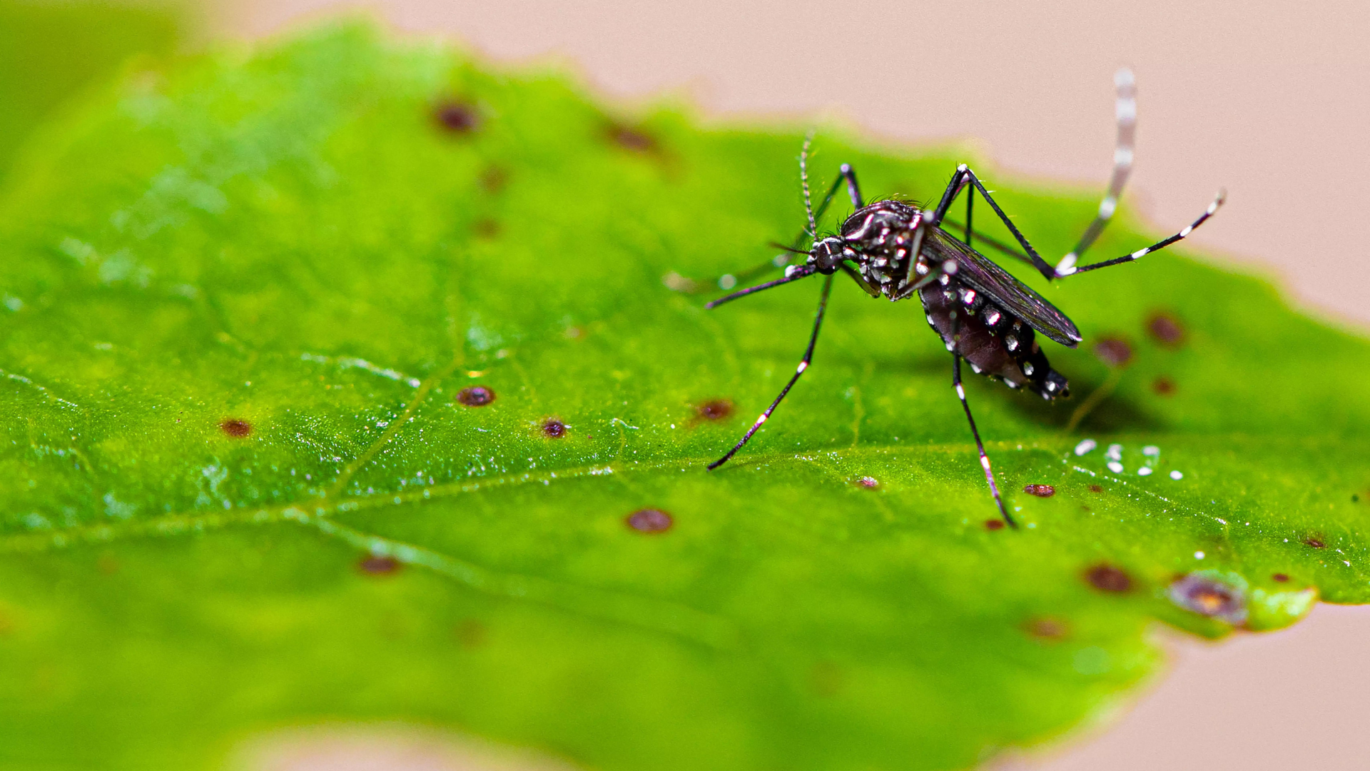 Rio de Janeiro decreta estado de emergência por conta da Dengue