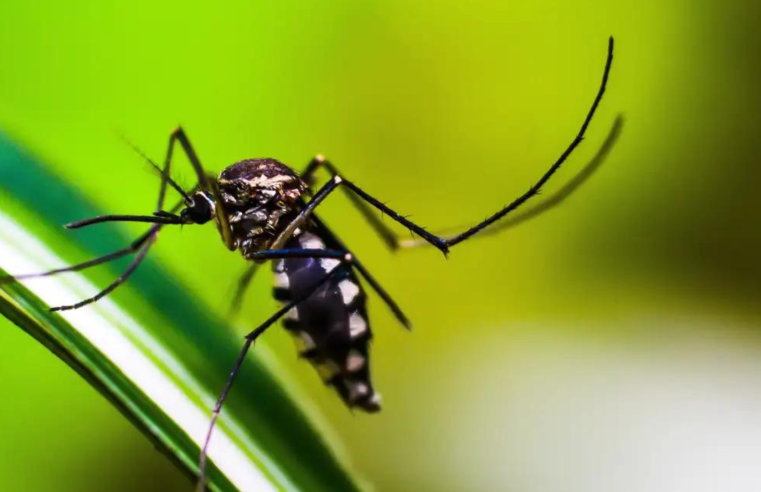 Rio de Janeiro confirma primeira morte por dengue