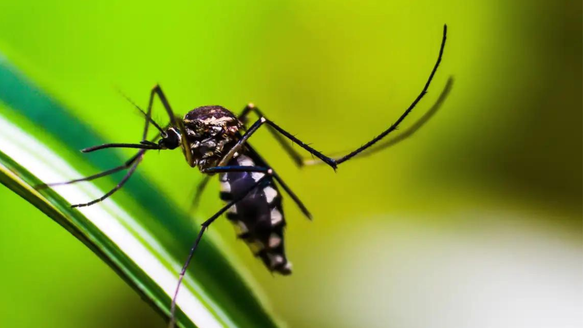 Rio de Janeiro confirma primeira morte por dengue