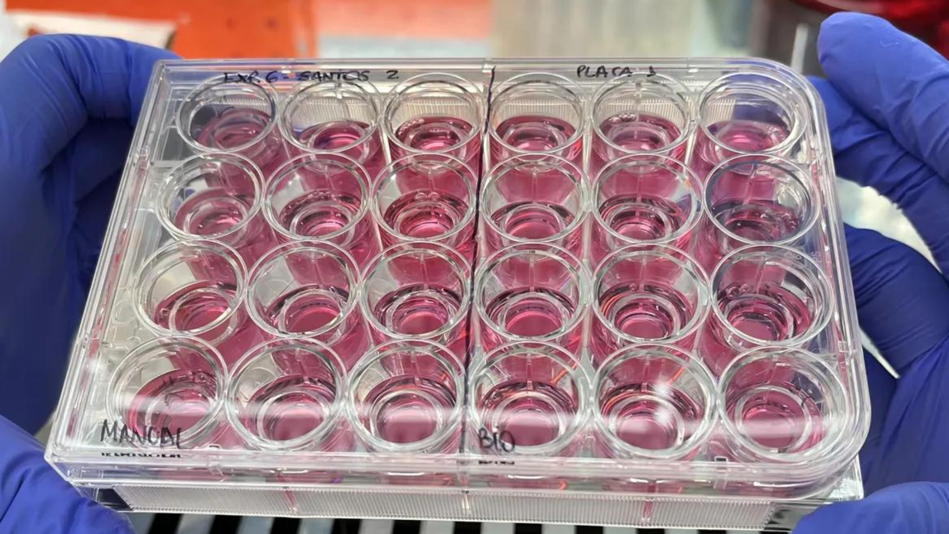 Tecidos humanos produzidos em laboratórios podem ajudar a acabar com testes em animais