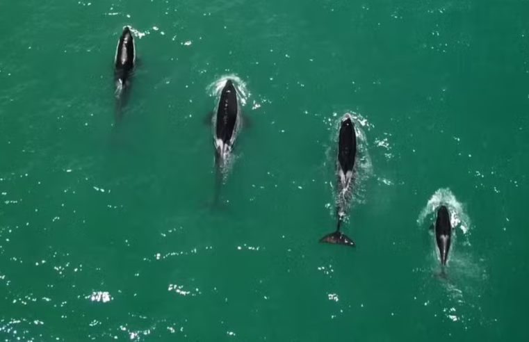 Grupo de Orcas é visto em Saquarema – RJ