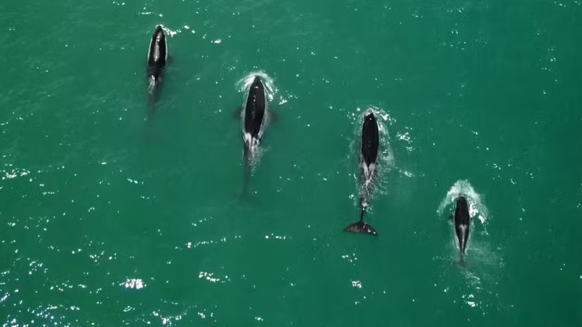 Grupo de Orcas é visto em Saquarema – RJ