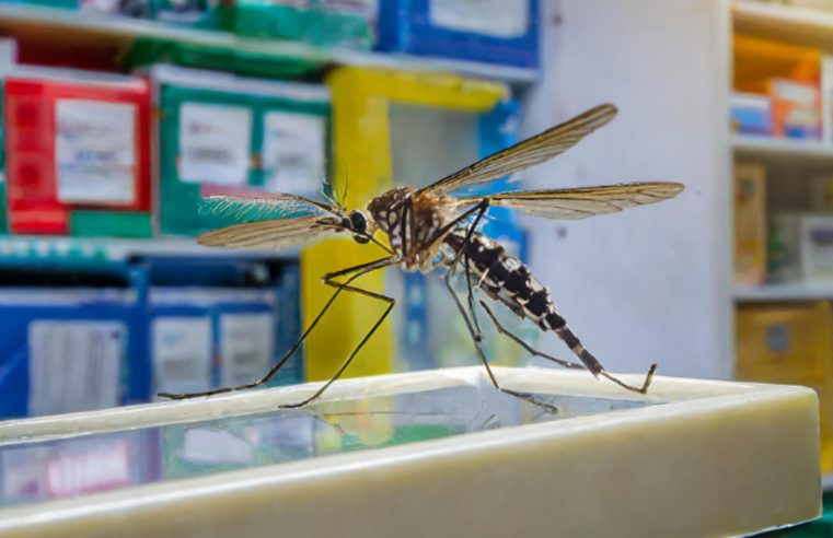 Saúde oferta cursos sobre dengue para profissionais de saúde e interessados
