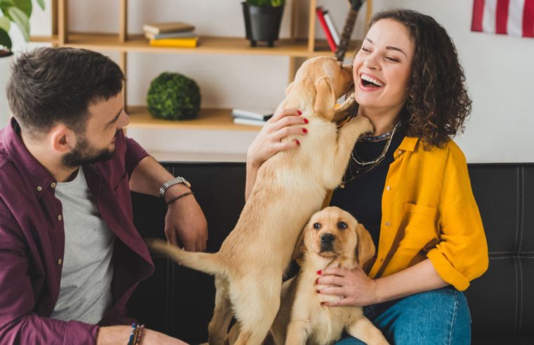 Pesquisa indica que brincar com cães reduz o estresse