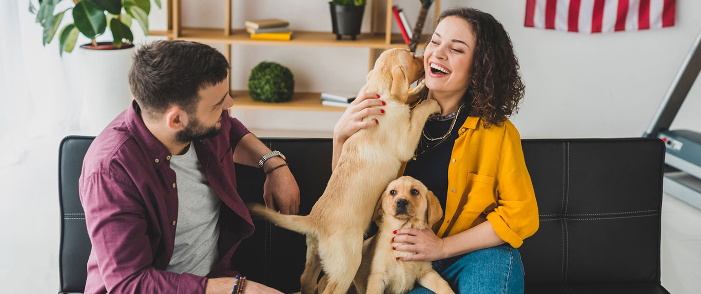 Pesquisa indica que brincar com cães reduz o estresse