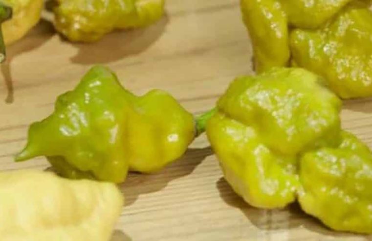 Guinness define Pepper X como a pimenta mais ardida do mundo