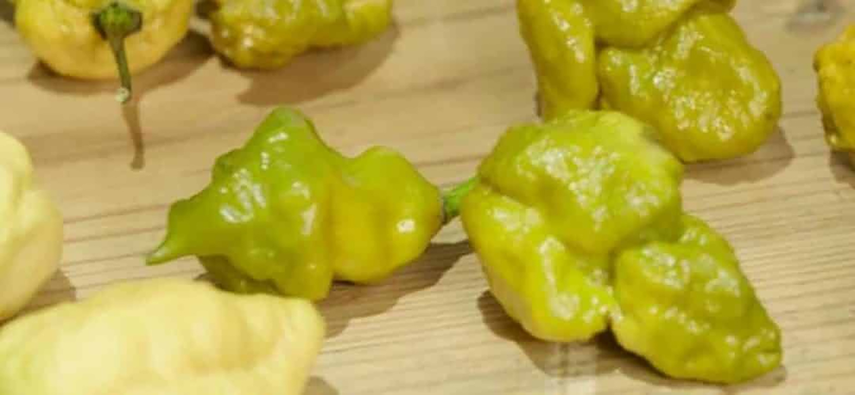 Guinness define Pepper X como a pimenta mais ardida do mundo