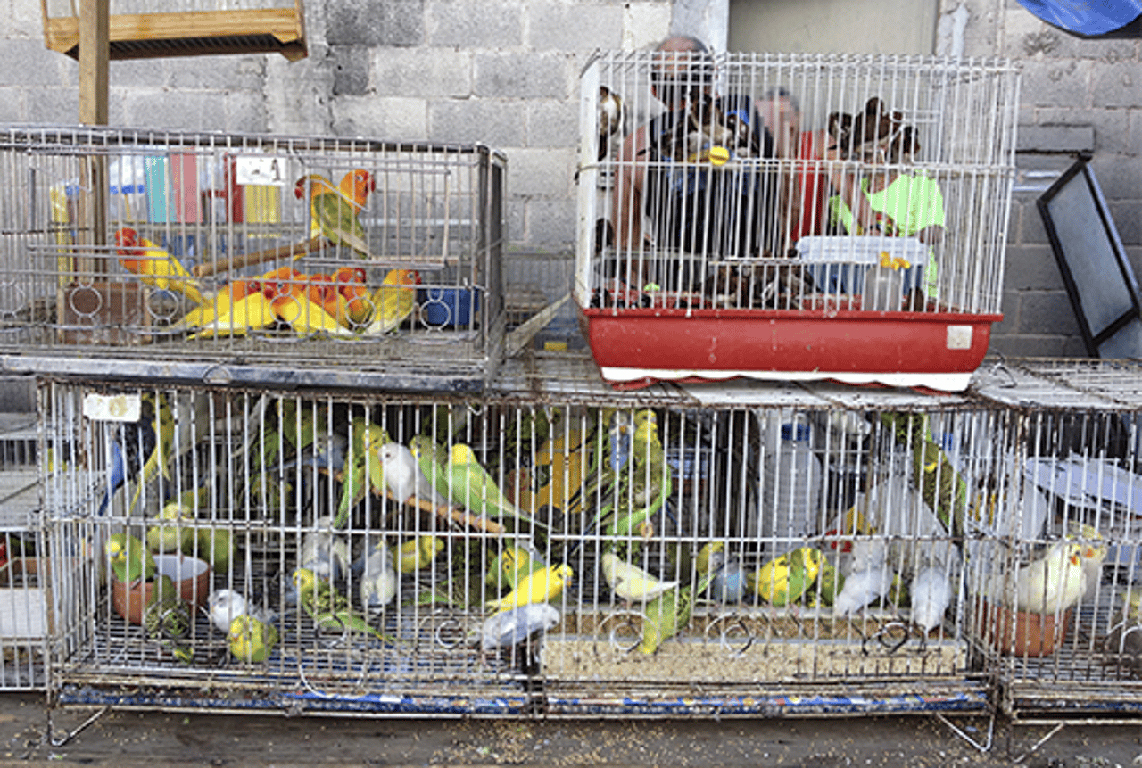 Bombeiro é preso em operação contra o tráfico de animais