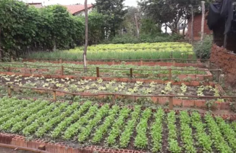 Famílias inscritas no ‘CadÚnico’ poderão participar do programa ‘Quintais Verdes’ no Rio