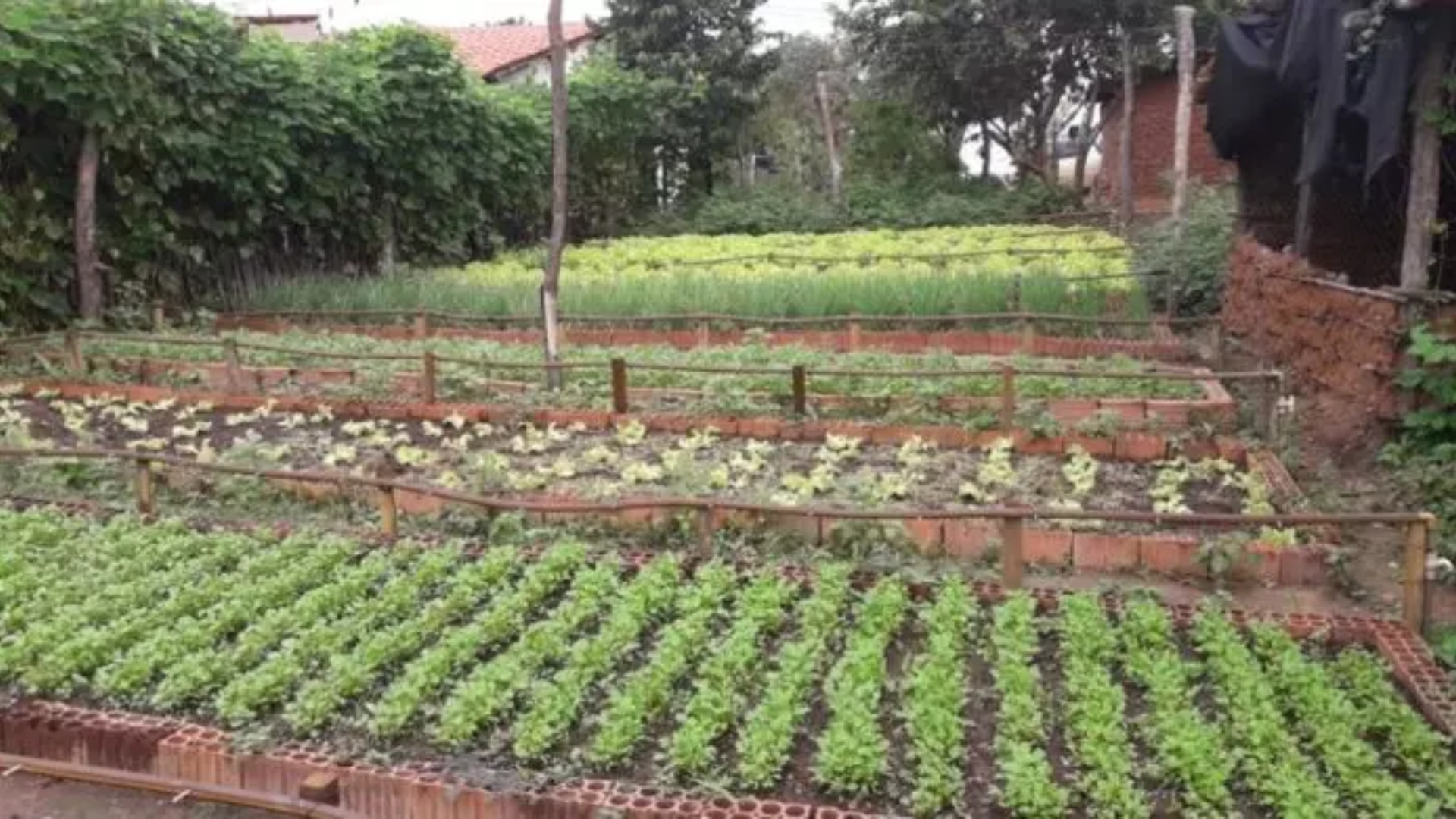 Famílias inscritas no ‘CadÚnico’ poderão participar do programa ‘Quintais Verdes’ no Rio