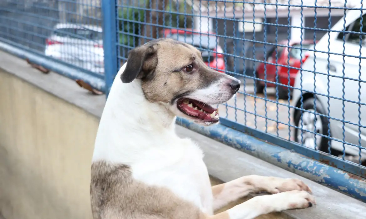 Em 2023, Estado do Rio registrou mais de 3 milhões de abandonos de cães e gatos, diz IBGE