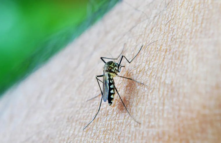 Aumento de dengue tem relação com mudanças climáticas e desmatamento