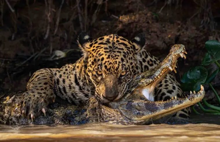 Imagem de onça dando bote em um jacaré é eleita a melhor foto de vida selvagem