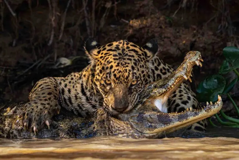 Imagem de onça dando bote em um jacaré é eleita a melhor foto de vida selvagem