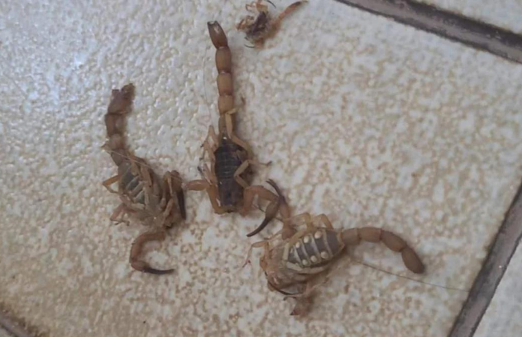 Vídeo: Indignado com demora para ser atendido, homem joga escorpiões em recepcionistas de posto de saúde