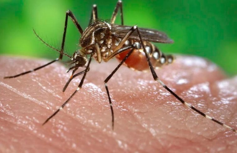 Argentina enfrenta epidemia recorde de Dengue