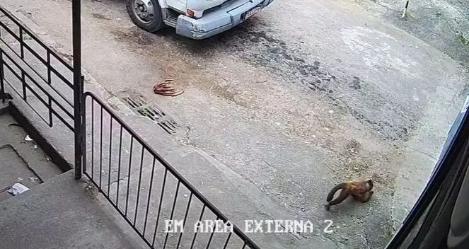 Só acontece no Rio: macaco é detido após entrar em presídio na Zona Norte