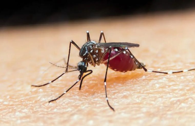 Malária: OMS alerta sobre riscos para gestantes, crianças e pessoas vulneráveis 