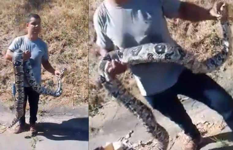 Cobra de quase dois metros é encontrada após matar gato no Engenho de Dentro