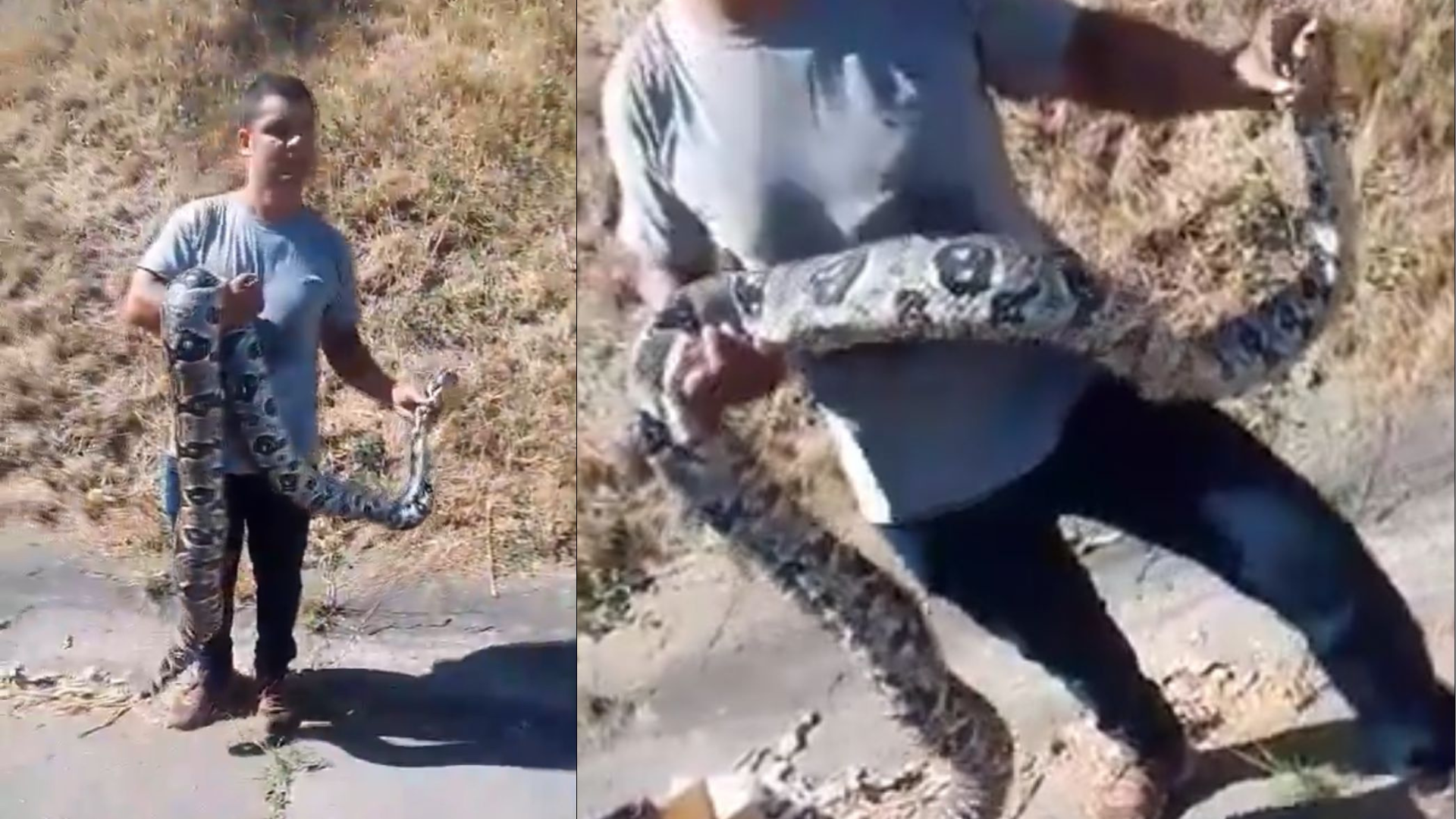 Cobra de quase dois metros é encontrada após matar gato no Engenho de Dentro