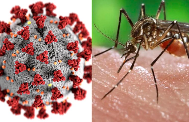 Ministério da Saúde aponta que, apesar da atual epidemia, Dengue mata menos que Covid em 2024