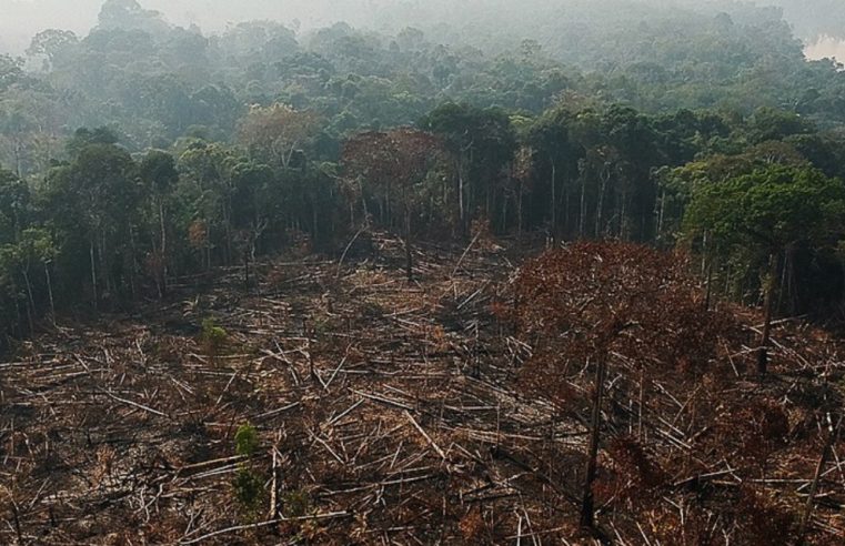 Relatório do MapBiomas aponta redução de desmatamento no Brasil em 11,6%