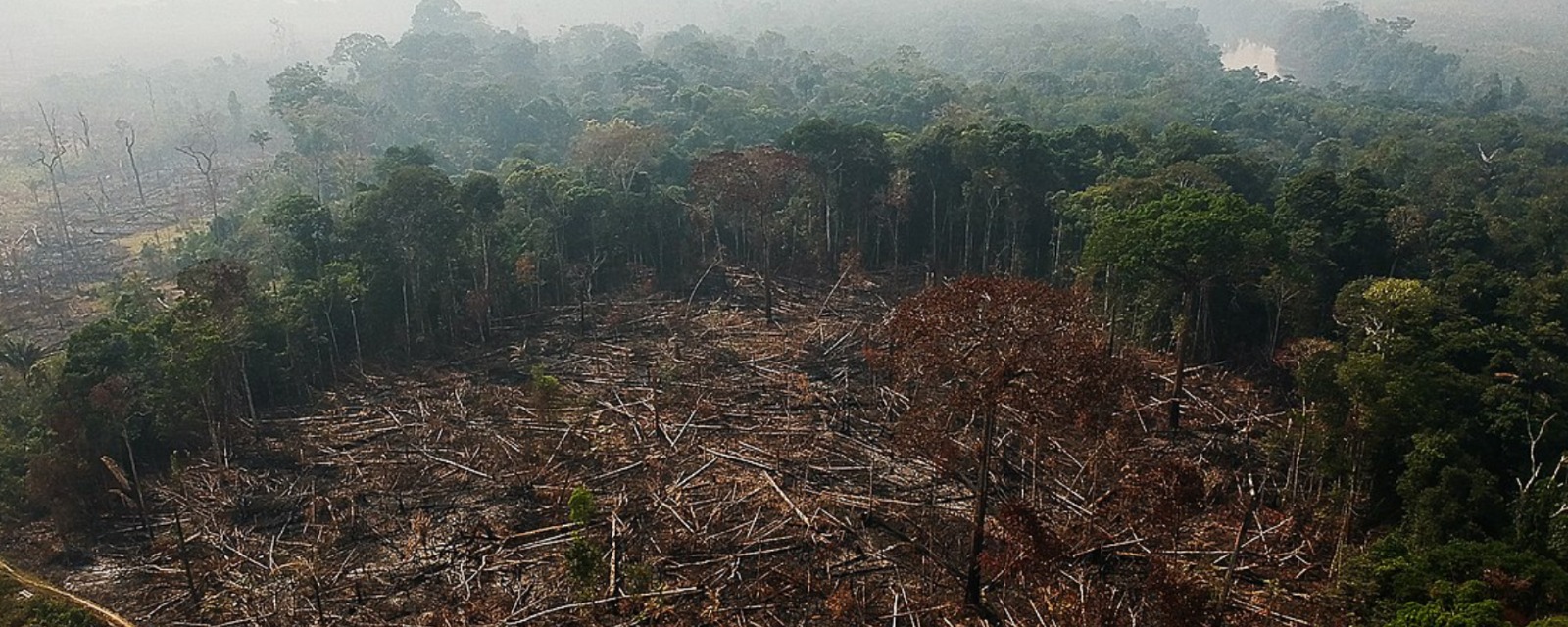 Relatório do MapBiomas aponta redução de desmatamento no Brasil em 11,6%