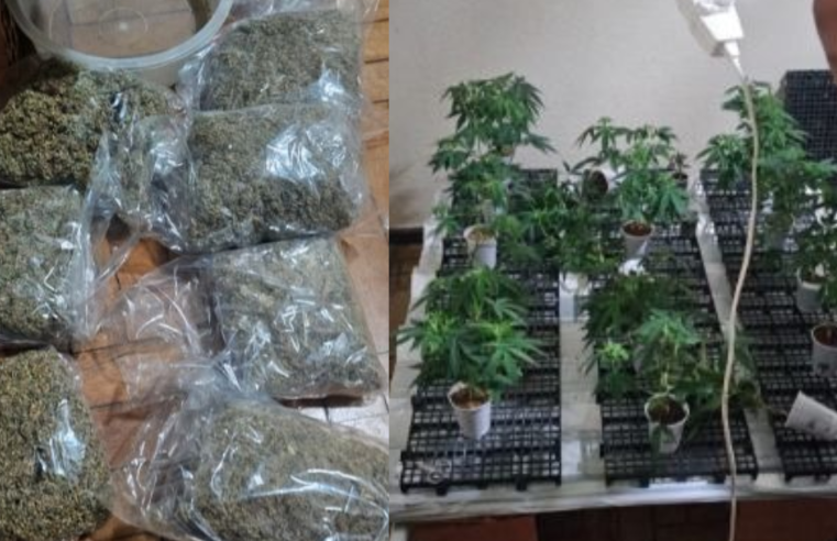 Polícia prende três pessoas em flagrante após descobrir plantação de maconha na Pavuna