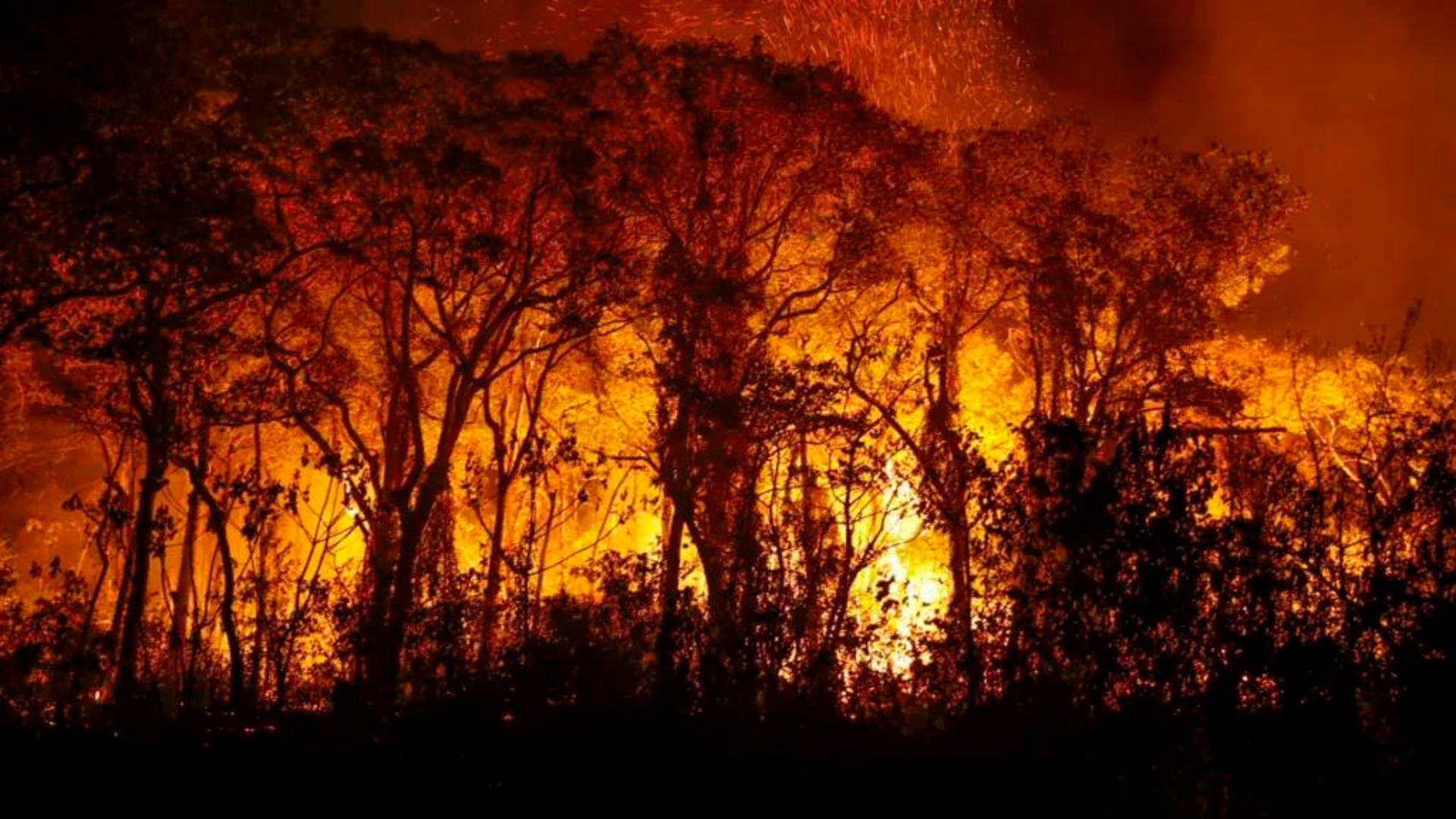 MS declara estado de emergência nas cidades afetadas pelos incêndios no Pantanal