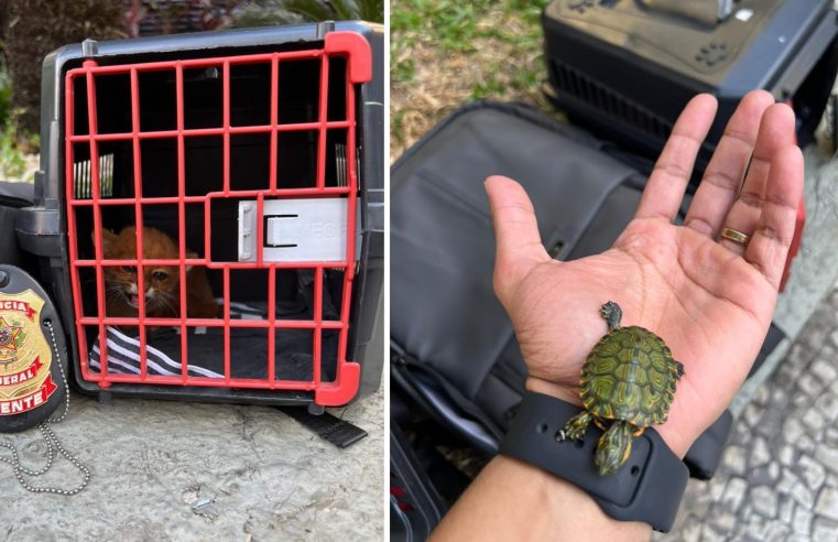 Polícia Federal prende quatro pessoas que vendiam ilegalmente animais silvestres