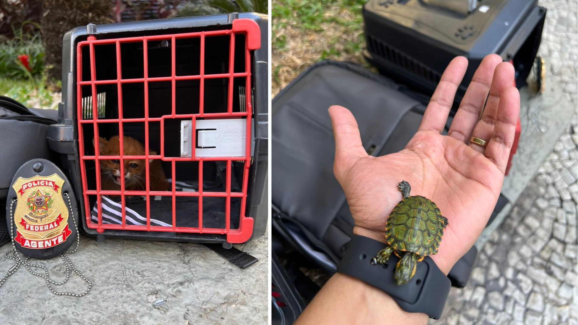 Polícia Federal prende quatro pessoas que vendiam ilegalmente animais silvestres