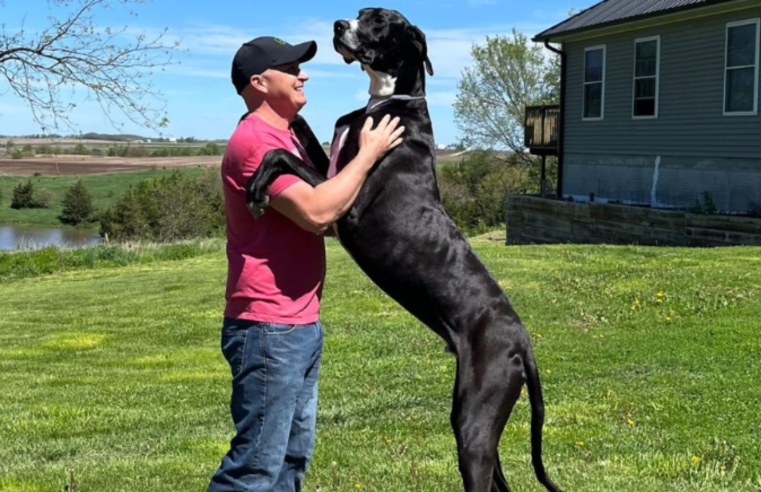 Livro dos recordes: cachorro mais alto do mundo é reconhecido pelo ‘Guinness’