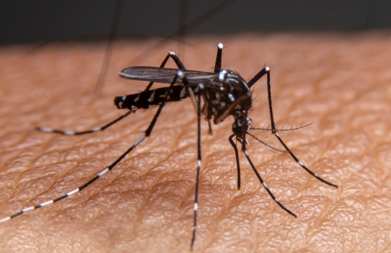 Descoberta cientifica mostra que os mosquitos podem ‘farejar’ seres humanos