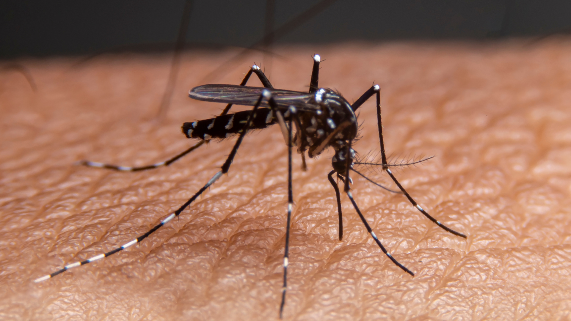 Descoberta cientifica mostra que os mosquitos podem ‘farejar’ seres humanos