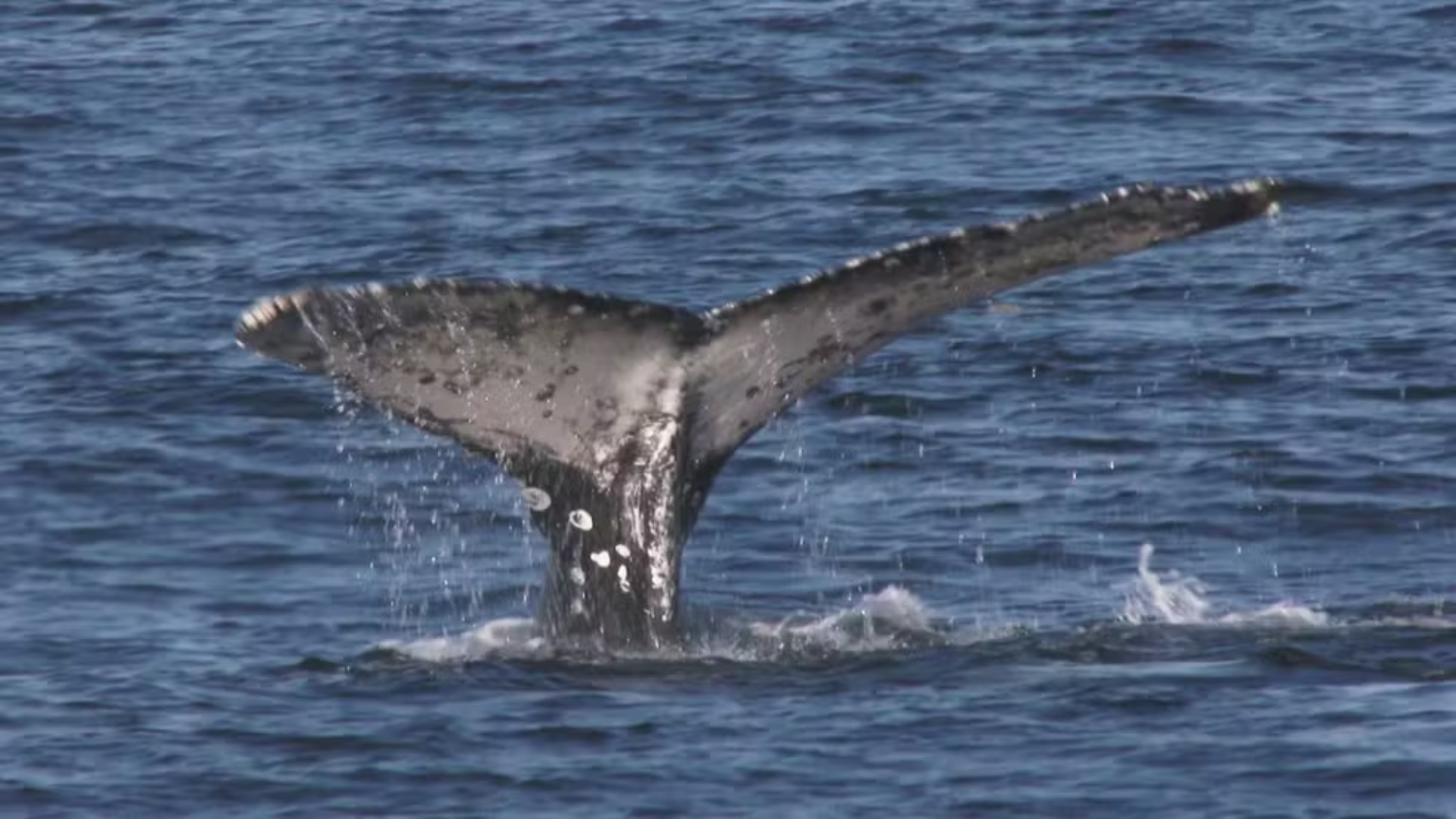 Projeto ‘Vida Livre Baleias’ registra pela primeira vez o som de baleias-jubarte no Rio; fotógrafo viraliza com clique do mamífero