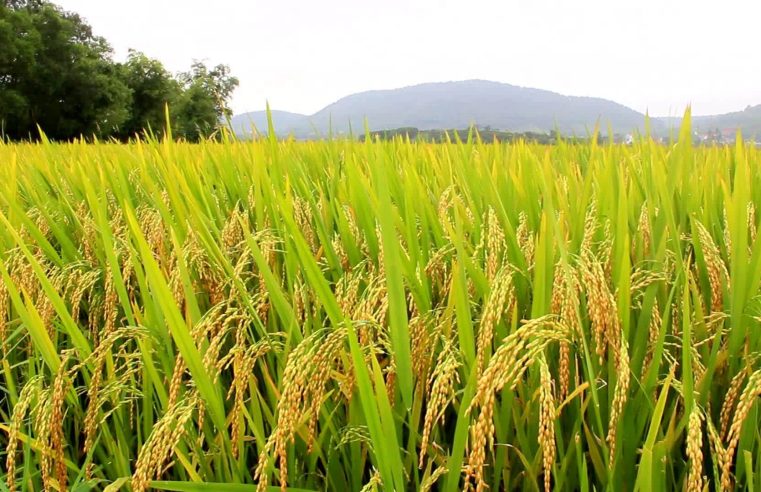 Justiça Federal dá prazo de 24 horas para União explicar leilão em compra de arroz