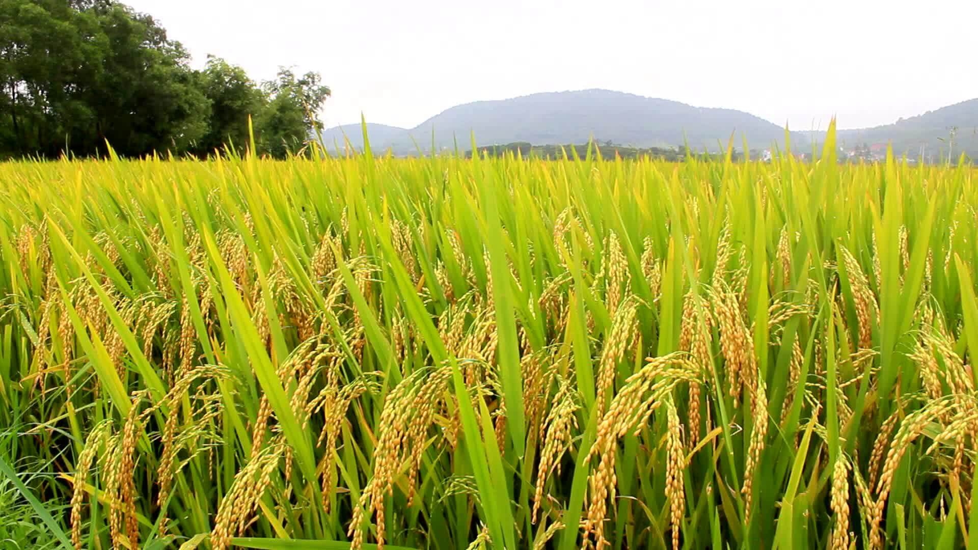 Justiça Federal dá prazo de 24 horas para União explicar leilão em compra de arroz