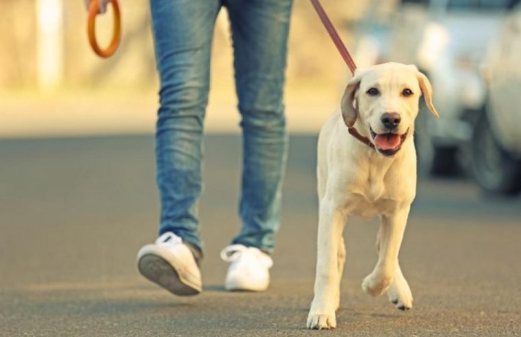 Envenenamento de cães: moradores da Barra organizam manifestação na Praça do Ó, após 6 mortes de animais