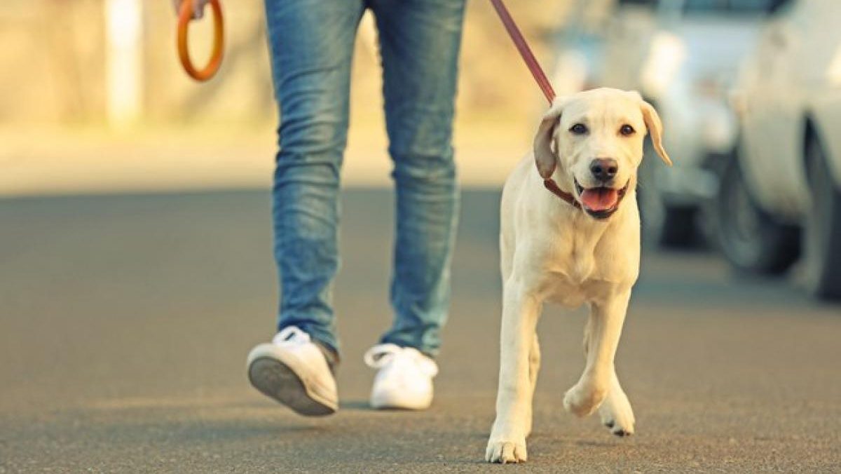 Envenenamento de cães: moradores da Barra organizam manifestação na Praça do Ó, após 6 mortes de animais