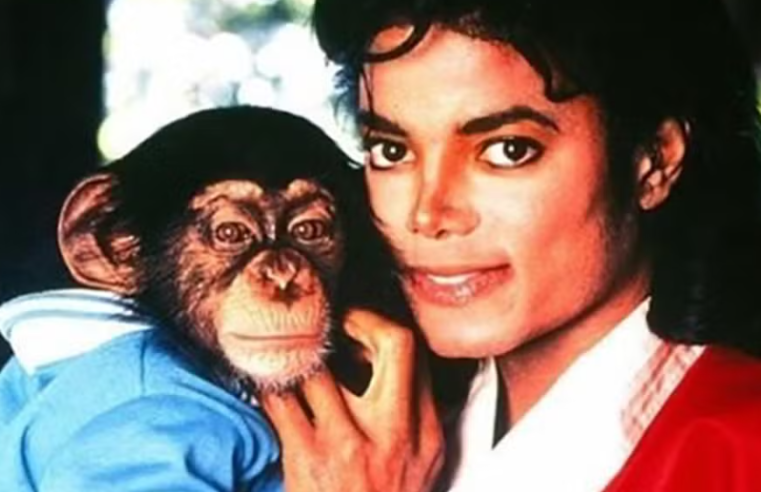 Chimpanzé de Michael Jackson recebe R$ 163 mil por ano de herança do Rei do Pop
