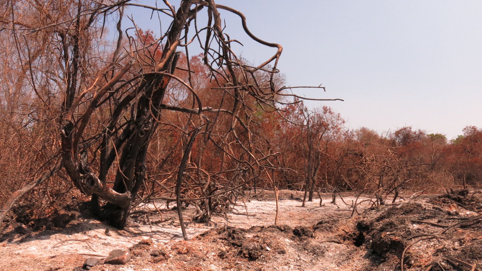 Pantanal: Inpe aponta alta de 898% nas queimadas em 2024