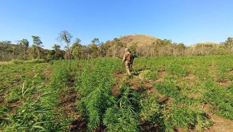 PF apreende mais de 850 mil quilos de maconha na fronteira com Paraguai