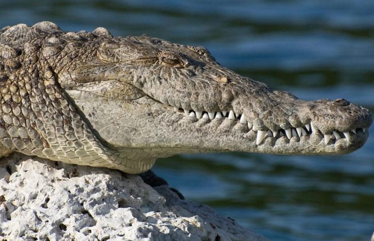 Criança nada em águas com crocodilos e desaparece na Austrália