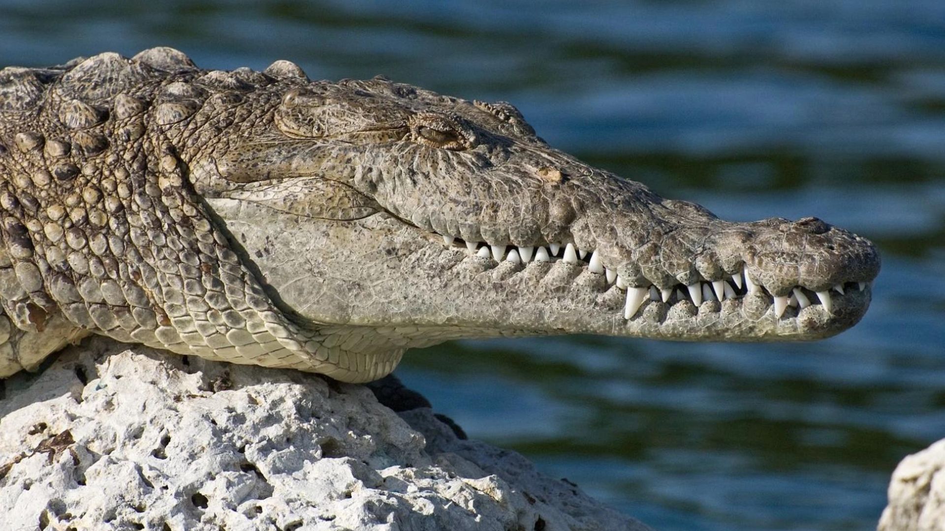 Criança nada em águas com crocodilos e desaparece na Austrália