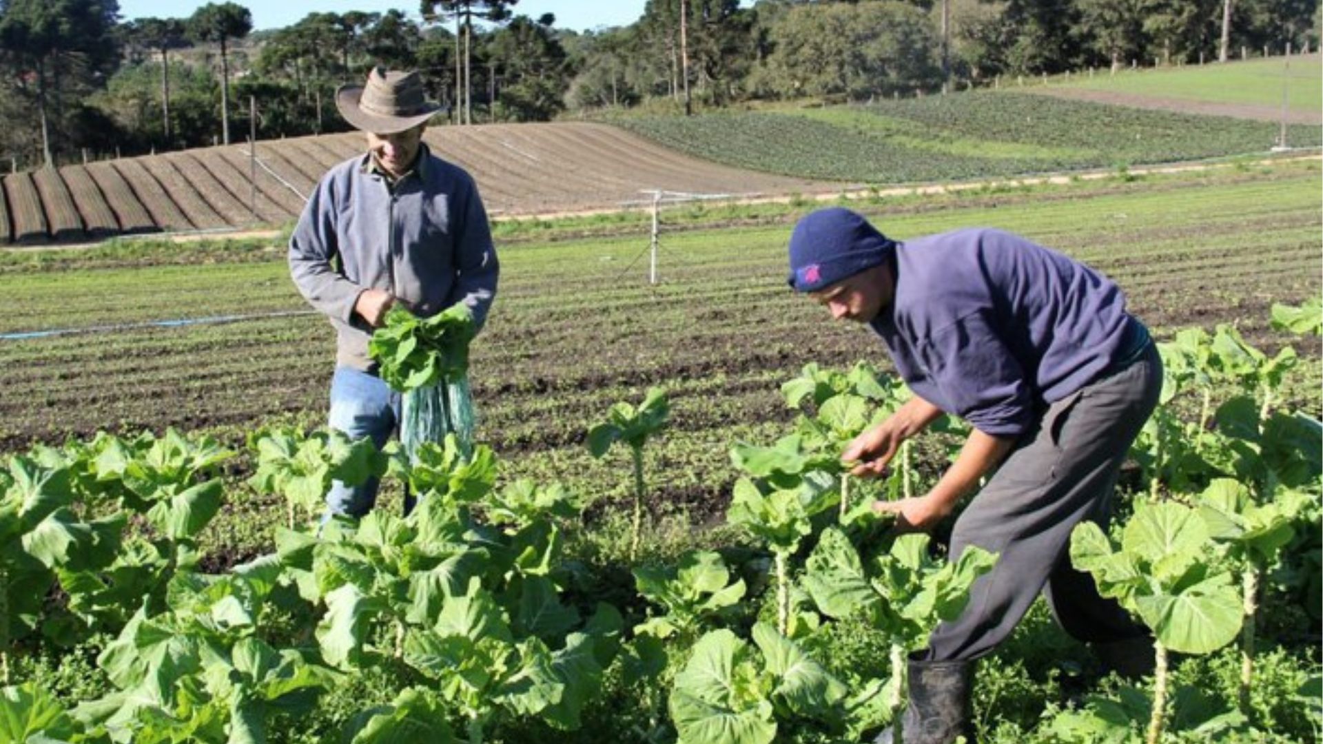 Pronaf investe mais de R$ 270 milhões na agricultura familiar do Rio de Janeiro