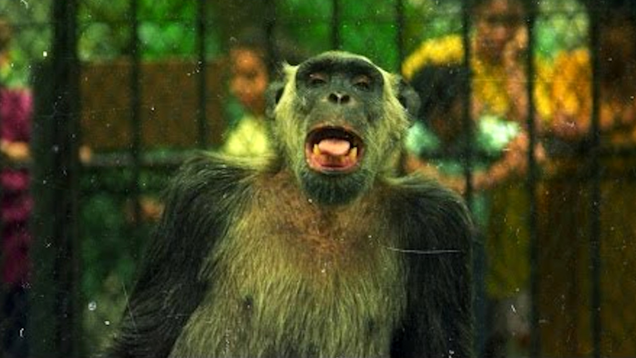 Macaco Tião vira nome de cerveja artesanal no BioParque do Rio